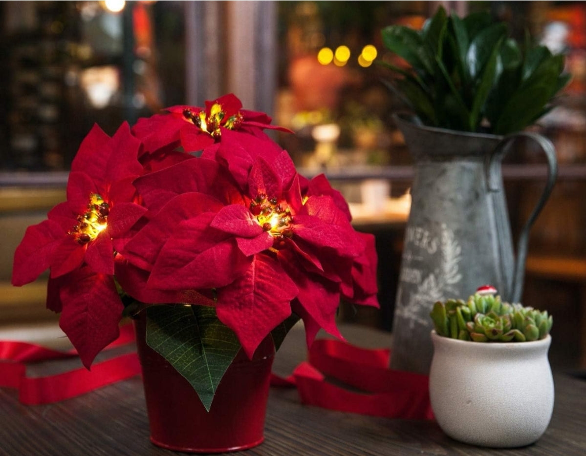 Open Box Homeseasons 2 Pack Christmas Decorations Pre-Lit Artificial Poinsettia Plant - LED Lighted Faux Poinsettia Flowers(Red,10inch)