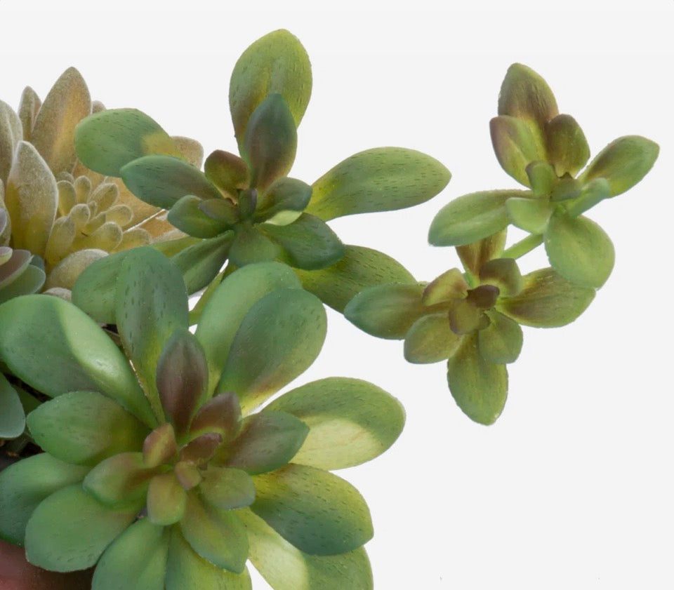 "Primrue Benita 7"" Faux Succulent Plant in Cement Pot"