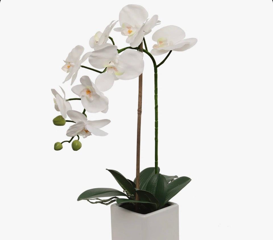 Primrue White Phalaenopsis orchid in 5-inch white cube pot, lifelike faux plant for home and office decor