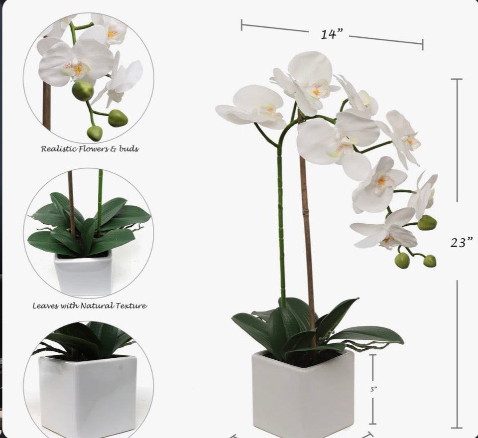 "Primrue White Phalaenopsis In 5"" Cube White Pot, Elegant Lifelike Orchid, Ideal For Home, Office, And Tabletop Decor"