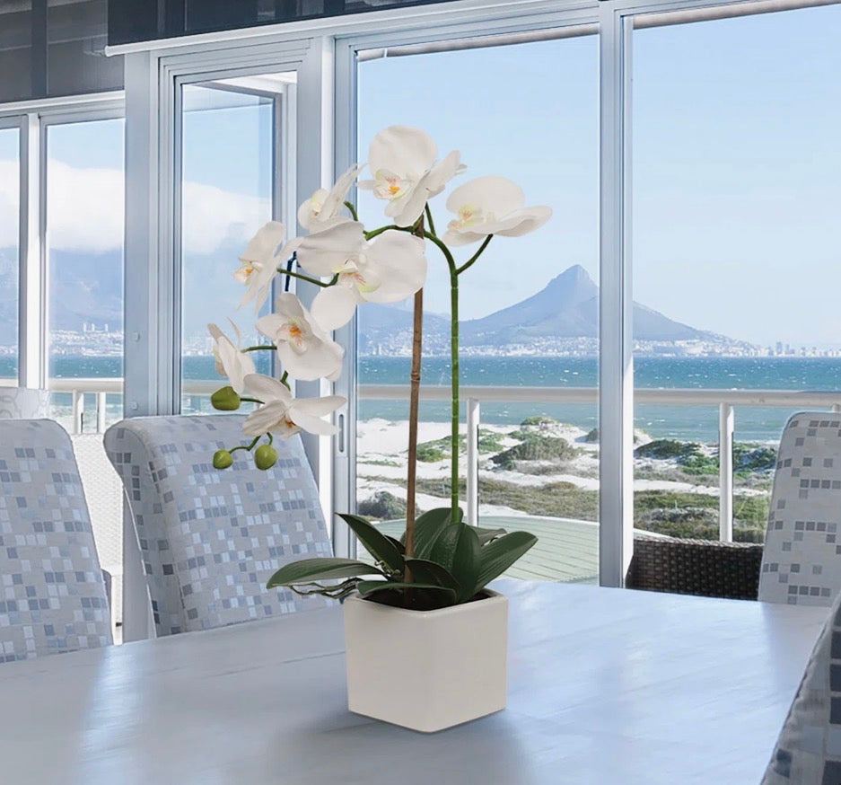"Primrue White Phalaenopsis In 5"" Cube White Pot, Elegant Lifelike Orchid, Ideal For Home, Office, And Tabletop Decor"